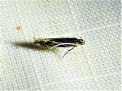 Eralea albalineella