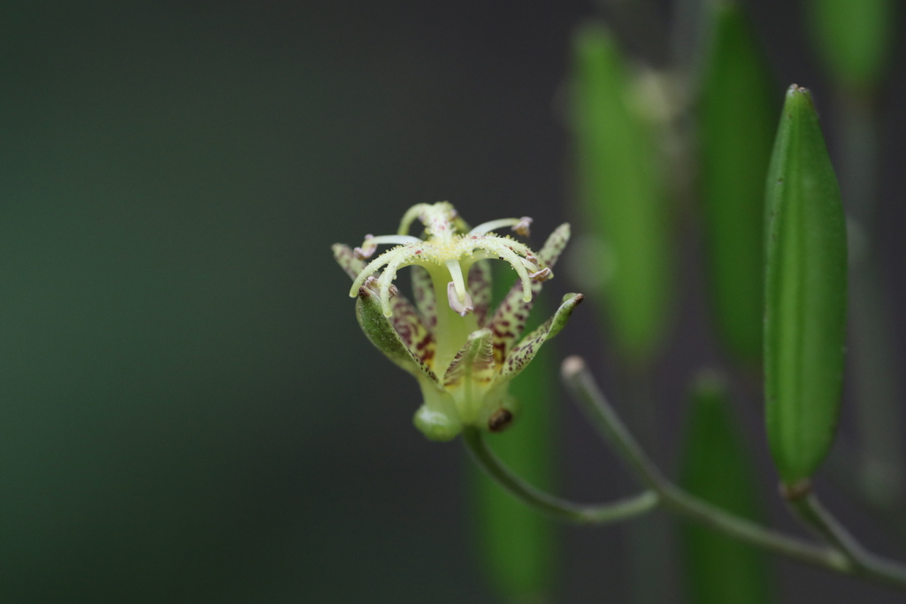 Tricyrtis maculata