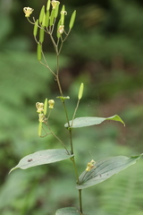 Tricyrtis maculata