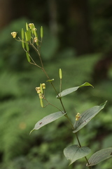 Tricyrtis maculata