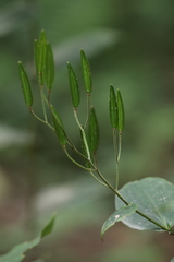 Tricyrtis maculata