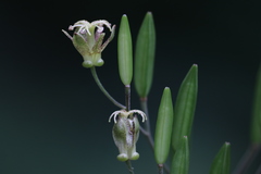 Tricyrtis maculata