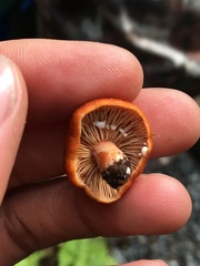 Lactarius subviscidus