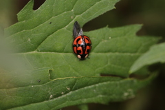 Aiolocaria hexaspilota