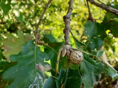 Andricus infectorius