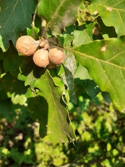 Andricus infectorius