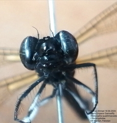 Aristocypha quadrimaculata