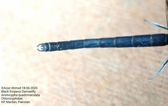 Aristocypha quadrimaculata