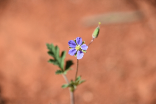 Erodium crinitum iNat (2)