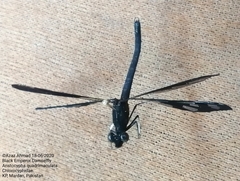 Aristocypha quadrimaculata