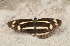 Neptis cydippe