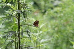 Limenitis ciocolatina