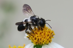 Megachile conjuncta