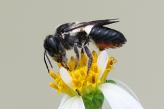 Megachile conjuncta