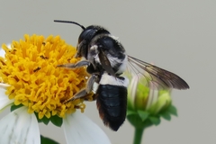 Megachile conjuncta