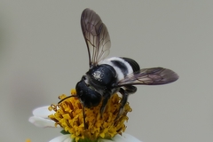 Megachile conjuncta