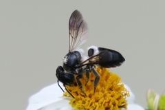 Megachile conjuncta