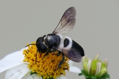 Megachile conjuncta