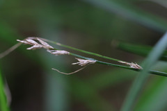 Carex remota