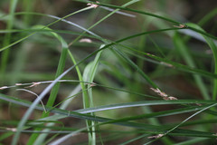 Carex remota