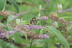 Melanargia meridionalis