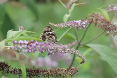 Melanargia meridionalis