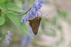 Polytremis nascens