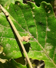 Andricus galeatus