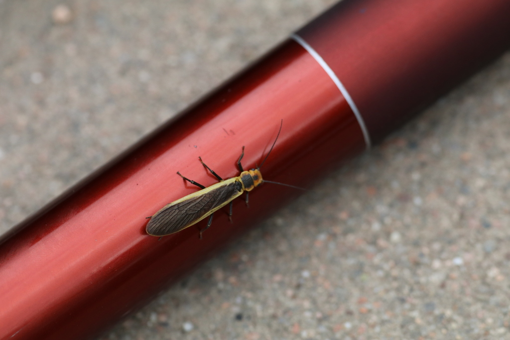 Hemacroneuria