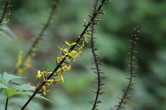 Ligularia przewalskii