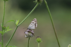 Melanargia halimede