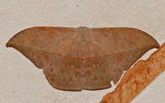 Oxytenis modestia