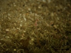 Tubulariidae
