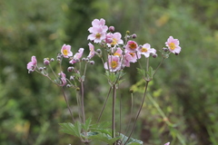 Eriocapitella vitifolia