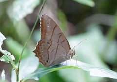 Lethe christophi