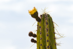 Corryocactus brevistylus
