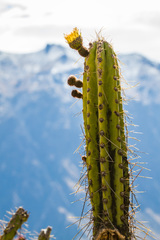 Corryocactus brevistylus