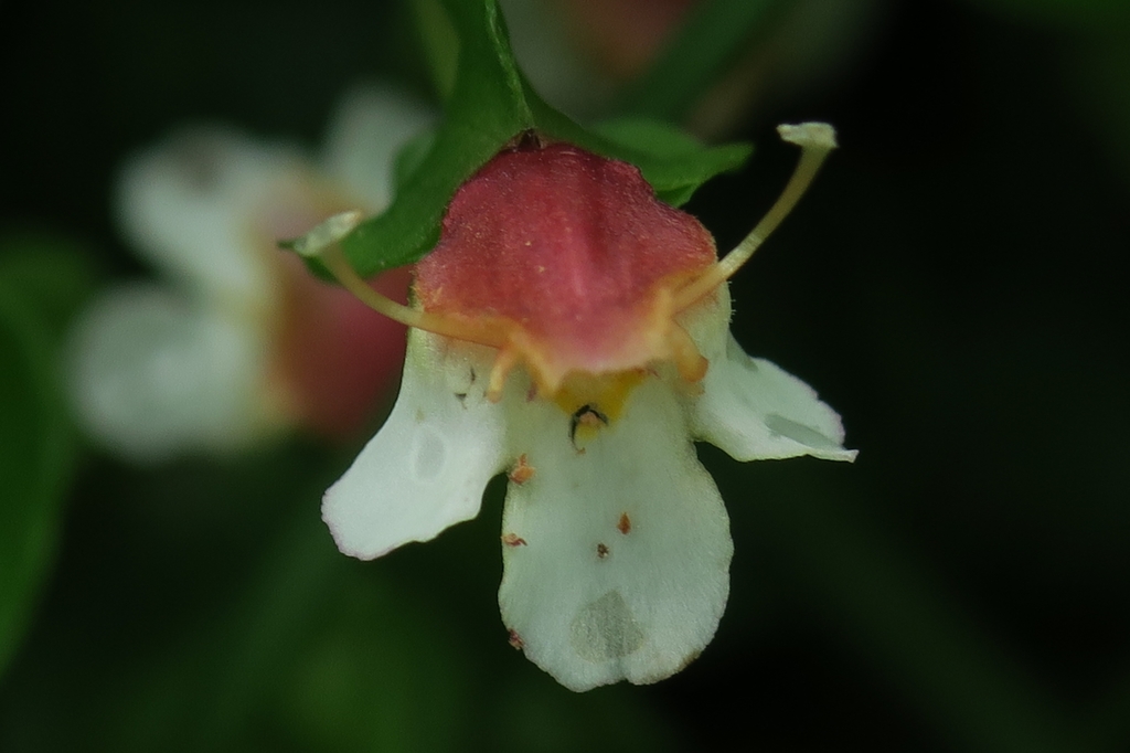 Legazpia polygonoides (Legazpia polygonoides)