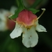 Torenia polygonoides - Photo (c) Soh Kam Yung, algunos derechos reservados (CC BY-NC), uploaded by Soh Kam Yung