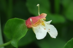 Torenia polygonoides