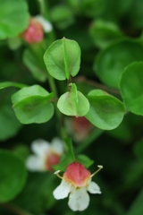 Torenia polygonoides