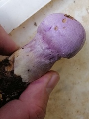 Cortinarius