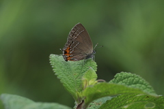 Satyrium ornata