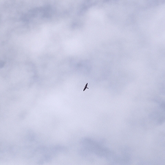 Falco