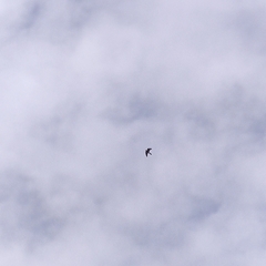 Falco