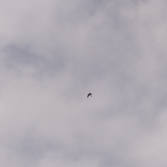 Falco