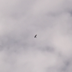 Falco
