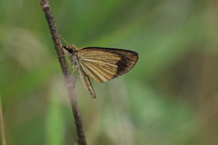 Leptalina unicolor