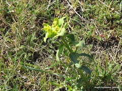 Euphorbia serrata