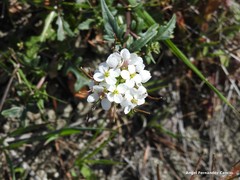 Diplotaxis erucoides